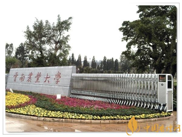 煙草專業(yè)大學(xué)排名，煙草專業(yè)就業(yè)前景好