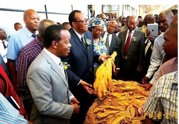 津巴布韋煙葉為什么好，黃金煙葉成為國(guó)寶