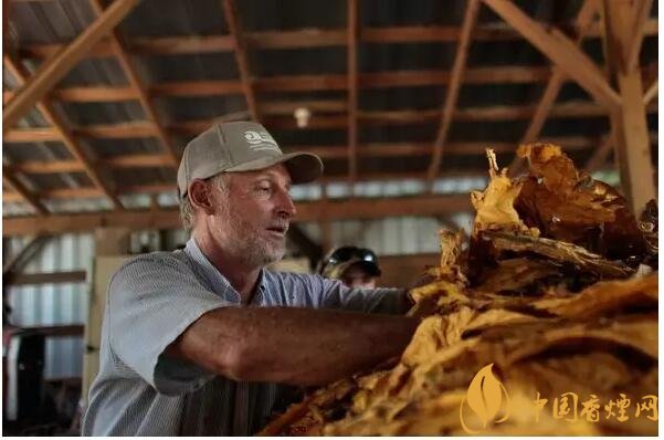 津巴布韋煙葉為什么好，黃金煙葉成為國(guó)寶
