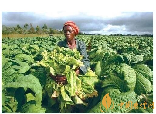 津巴布韋煙葉為什么好，黃金煙葉成為國(guó)寶