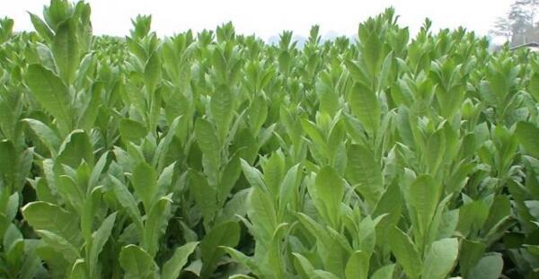 香料煙是怎么做成的 中國香料煙有哪些