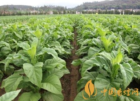 湖南瀏陽(yáng)煙草局依托G80烤煙特色品種為煙農(nóng)創(chuàng)收9375萬(wàn)元！